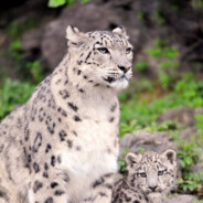 理塘第一突破手雪豹