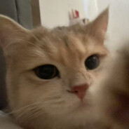 四川混的刘亦菲