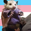 uwa! so opossum!  :3