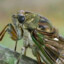 cicadidae member