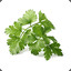 Parsley