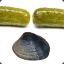 Pickle Clam