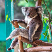 Koala