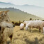 SHEEP Among Wolves ;(