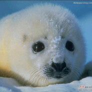 harp seal