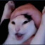 Nyula