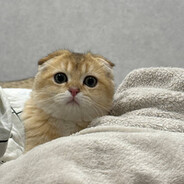 джонни додеп - steam id 76561199096917903