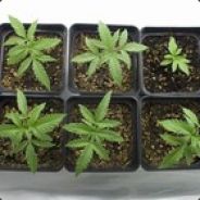 La Haine Paix mieux kl'A.N.P.E