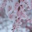 Winter&#039;s Sakura