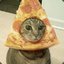 Pizza Cat