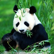 Amazing Panda