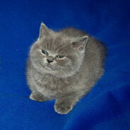 пригожин женя