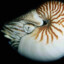 Nautilusy