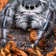 TaranTino - steam id 76561199426952202