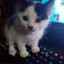 smol gaming cat