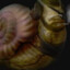 snaileater