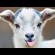 fanetapucaredabinecucapul