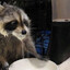 Crack Raccoon