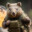 combatwombat