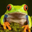Лягушка красавчи