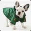 dog in green raincoat