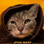 DeadlyFunCat