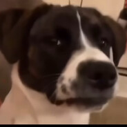 PeKu avatar