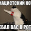 чекни аву