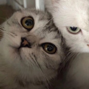 圆脸甜妹统治世界