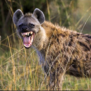 肛肠科主任鬣狗