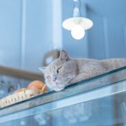 不喝奶茶的胖子