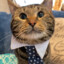 Business Cat