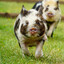 Hoshi Oinku