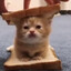 ( •̀ ω •́ )