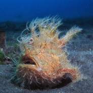 Frogfish