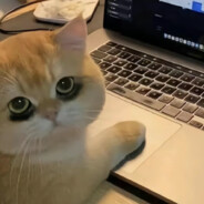 于猫为伴(我想赢版）