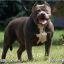 BluE NoSe (B.T.D)