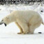 polar beer king of antarctica