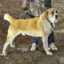 LEOnid