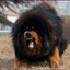 snill hund