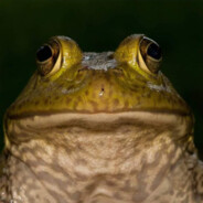 BullFrog