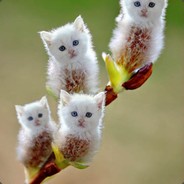 电脑玩家欧比斯
