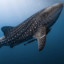 Shark_Whale