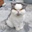 Pathetic Angry Cat