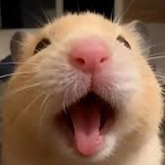 sh1ftie avatar