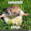 ёжик
