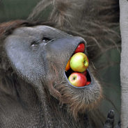 Потрогай мой PISUN