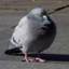 PracticLPidgeon