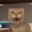 可爱小猫