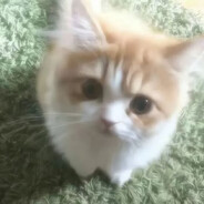 小猫也会有烦恼吗